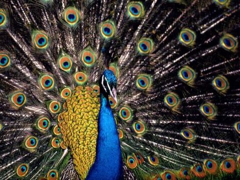 Showy spending or conspicuous consumption in human males may be akin to how a peacock tries to attract peahen by spending resources of his feathers.